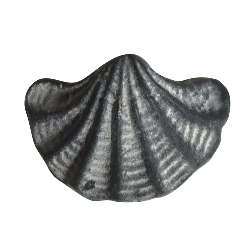 Šedá antik litinová úchytka mušle Shell - 6*4*4,5 cm