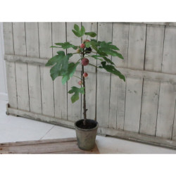 Dekorace umělý Fíkovník v keramickém květináči Old - 76cm