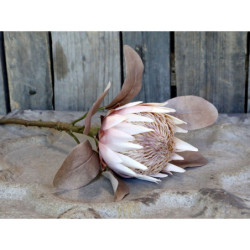 Dekorace květina Protea - 66 cm