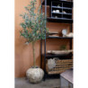 Dekorace umělý stromek olivovník s olivami Olea Tree - 15*170 cm